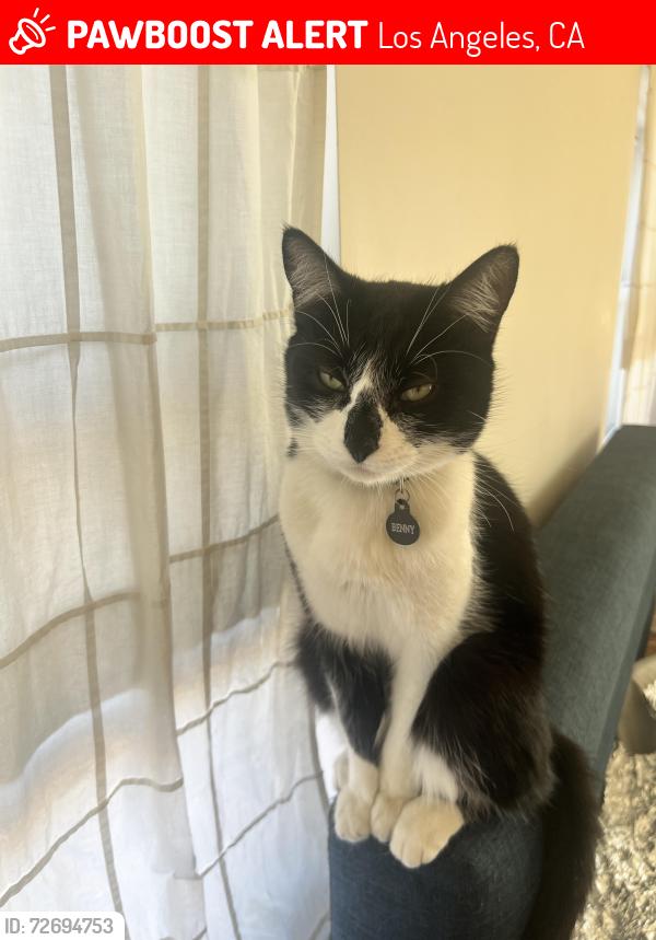 Lost Male Cat last seen 6th Ave and Dewey St, Los Angeles, CA 90291