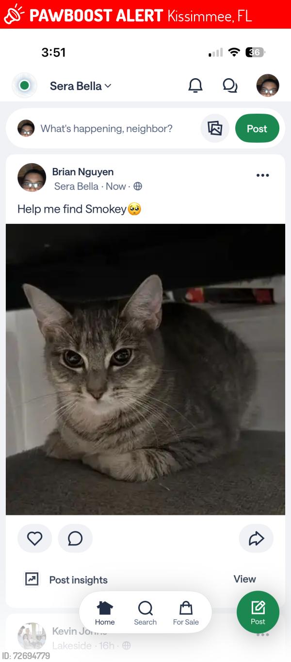 Lost Female Cat last seen Kissimmee, Kissimmee, FL 32824