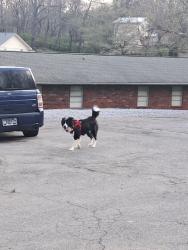 Found/Stray Unknown Dog last seen Near Belvedere Ave, Knoxville, TN 37920, Knoxville, TN 37920