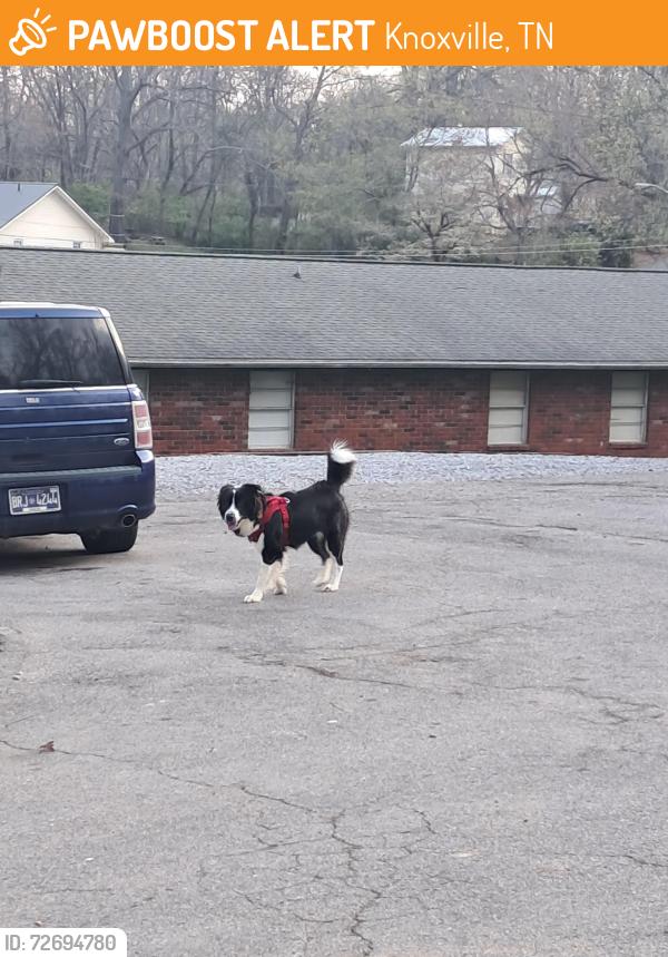 Found/Stray Unknown Dog last seen Near Belvedere Ave, Knoxville, TN 37920, Knoxville, TN 37920