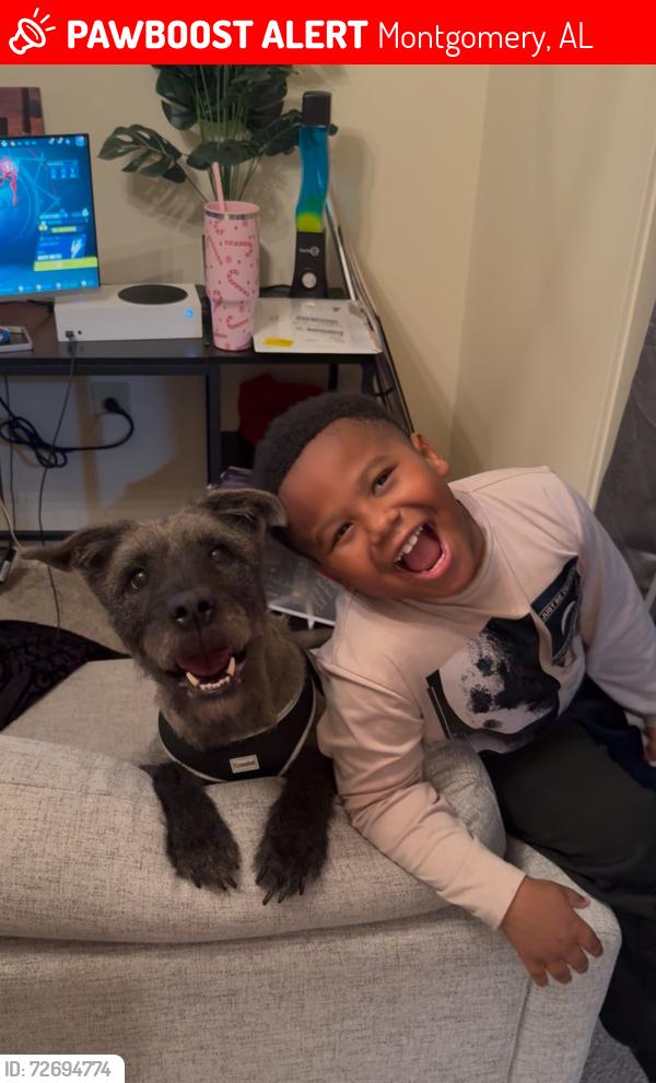 Lost Male Dog last seen Vaughn Rd/ Eastern BLVD, Montgomery, AL 36104