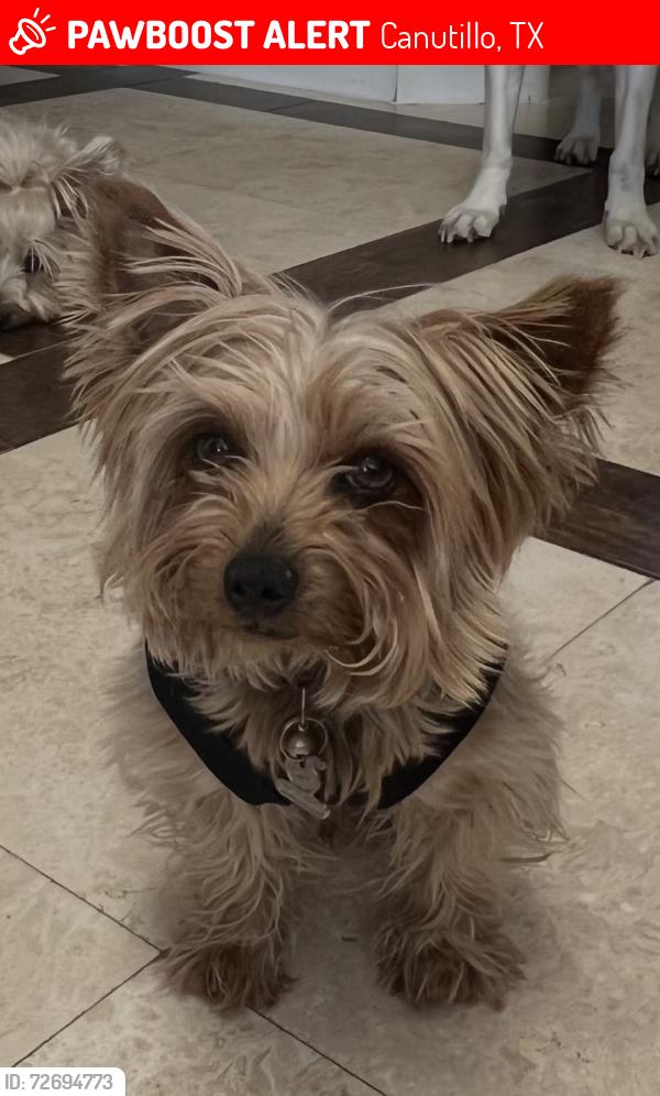 Lost Male Dog last seen Seventh St. , Canutillo, TX 79835