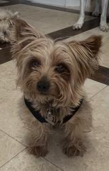 Lost Male Dog last seen Seventh St. , Canutillo, TX 79835