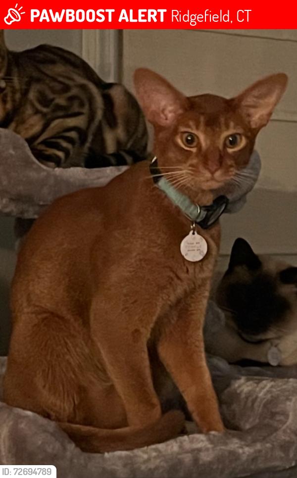 Lost Male Cat last seen Seth Low Mountain Rd, Ridgefield, CT 06877