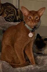 Lost Male Cat last seen Seth Low Mountain Rd, Ridgefield, CT 06877