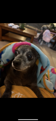 Lost Male Dog last seen Caulks Hill Road and Eagles Hill Ridge in st. Charles, MO, Saint Charles, MO 63303