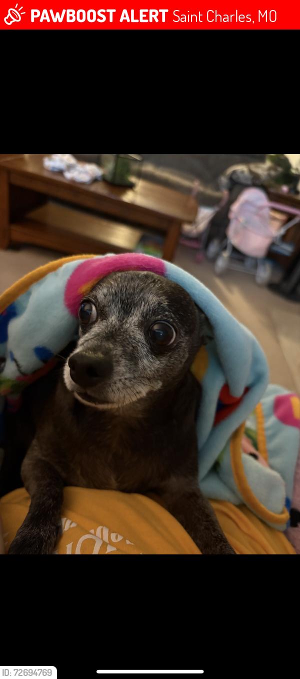 Lost Male Dog last seen Caulks Hill Road and Eagles Hill Ridge in st. Charles, MO, Saint Charles, MO 63303