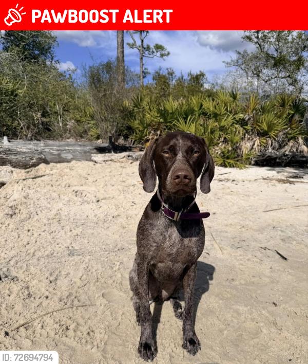Lost Female Dog last seen Haupert Lane Molino FL near Hwy 99, Escambia County, FL 32577