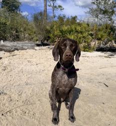Lost Female Dog last seen Haupert Lane Molino FL near Hwy 99, Escambia County, FL 32577