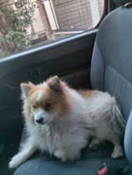 Found/Stray Unknown Dog last seen Ramona & Howard near Ramona Elementary school MONTCLAIR CA, Montclair, CA 91763