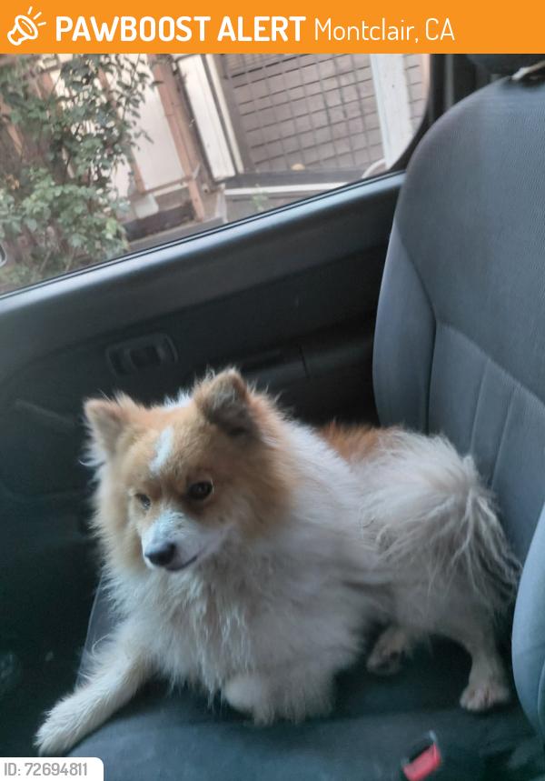 Found/Stray Unknown Dog last seen Ramona & Howard near Ramona Elementary school MONTCLAIR CA, Montclair, CA 91763