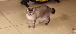 Lost Male Cat last seen Pinehurst Rd  H Bradley Rd , Menifee, CA 92586