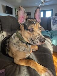 Lost Male Dog last seen 39th and Kiger, Independence, MO 64055