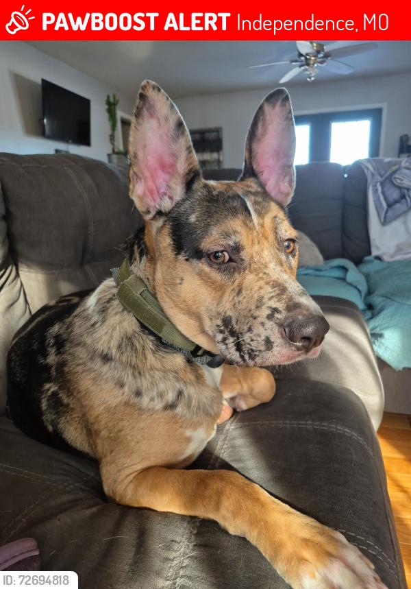 Lost Male Dog last seen 39th and Kiger, Independence, MO 64055