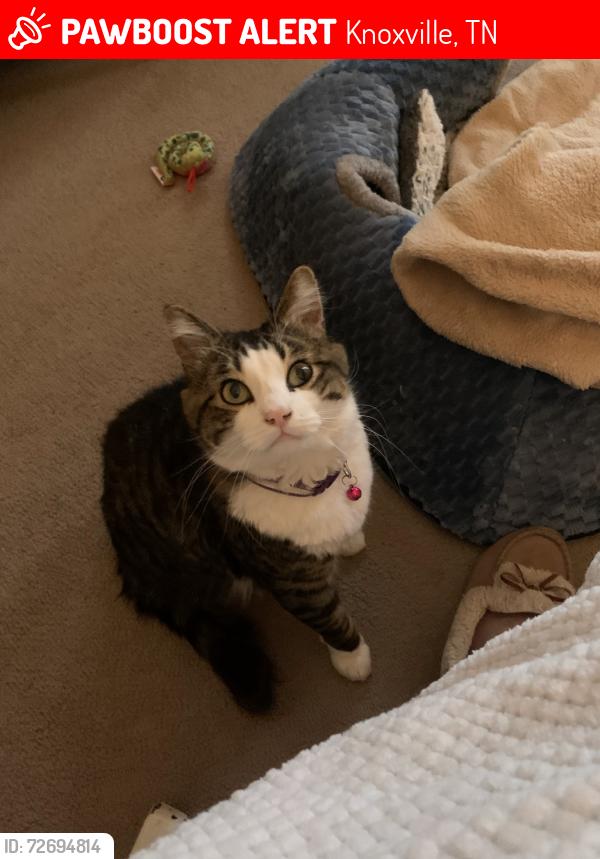 Lost Unknown Cat last seen Woodpark Lane, Knoxville, TN 37923