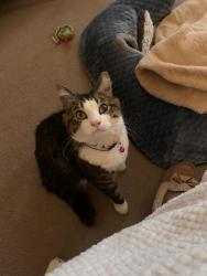 Lost Unknown Cat last seen Woodpark Lane, Knoxville, TN 37923