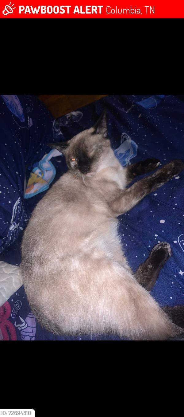 Lost Male Cat last seen Nowlin ct, and N James Campbell Blvd, Columbia, TN 38401