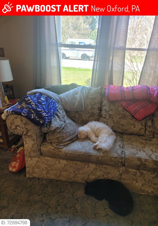 Lost Male Cat last seen Pine run rd and rte 94 pa, New Oxford, PA 17350