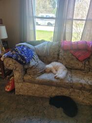 Lost Male Cat last seen Pine run rd and rte 94 pa, New Oxford, PA 17350