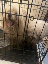 Found/Stray Unknown Dog last seen Huffmeister , Cypress, TX 77429