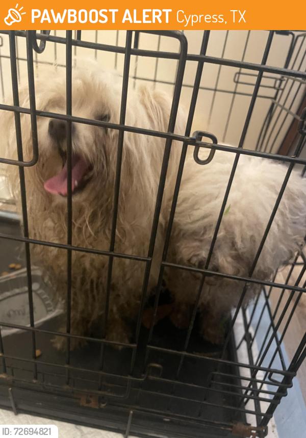 Found/Stray Unknown Dog last seen Huffmeister , Cypress, TX 77429