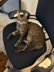 Lost Female Cat last seen NW 40th Terrace + NW 48th Place, neighborhood across from Hunters Crossing apmts, Gainesville, FL 32606