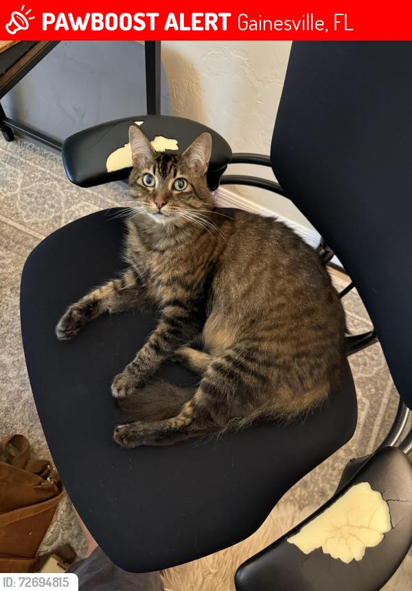 Lost Female Cat last seen NW 40th Terrace + NW 48th Place, neighborhood across from Hunters Crossing apmts, Gainesville, FL 32606