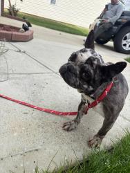 Found/Stray Female Dog last seen Francis Glenn , Charlotte, NC 28213