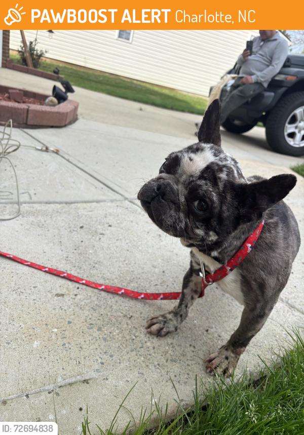 Found/Stray Female Dog last seen Francis Glenn , Charlotte, NC 28213