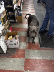 Found/Stray Male Dog last seen Kellogg Edgemoor , Wichita, KS 67218