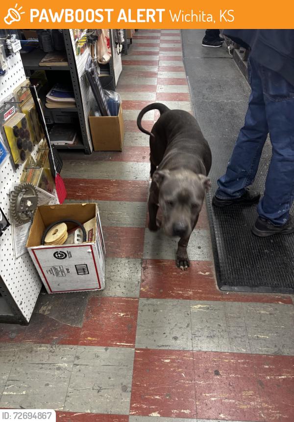 Found/Stray Male Dog last seen Kellogg Edgemoor , Wichita, KS 67218