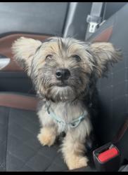 Lost Female Dog last seen Rutland, Houston, TX 77008