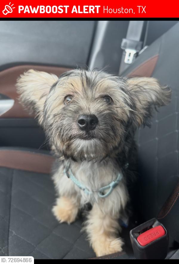 Lost Female Dog last seen Rutland, Houston, TX 77008