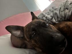 Lost Male Dog last seen Linville, Detroit, MI 48224