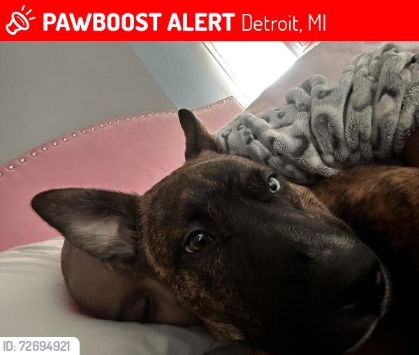 Lost Male Dog last seen Linville, Detroit, MI 48224