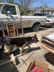 Found/Stray Male Dog last seen Beachnut and bellaire, Houston, TX 77072