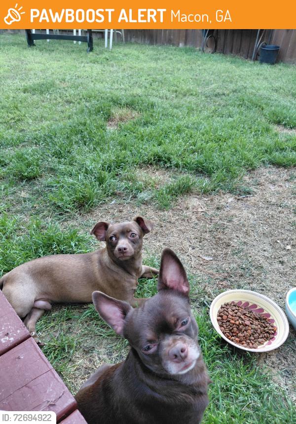 Found/Stray Male Dog last seen Harvest Walk & Ivy Brook Way, Macon, GA 31210