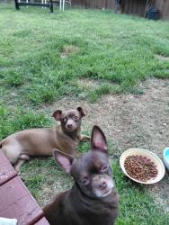Found/Stray Male Dog last seen Harvest Walk & Ivy Brook Way, Macon, GA 31210