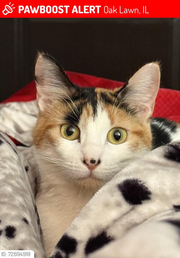 Lost Female Cat last seen 93rd street and 88th avenue across from church of holy trinity, Oak Lawn, IL 60457