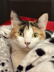 Lost Female Cat last seen 93rd street and 88th avenue across from church of holy trinity, Oak Lawn, IL 60457