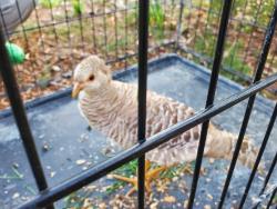 Found/Stray Female Bird last seen Runnymede Neighborhood , Lewisville, NC 27023