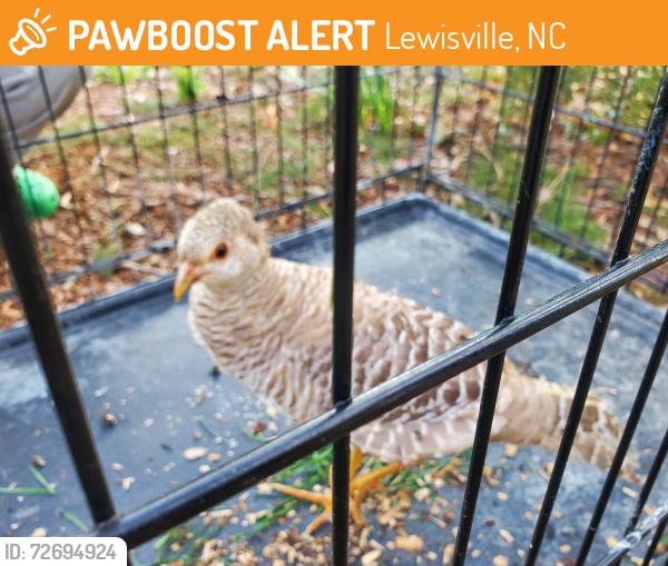 Found/Stray Female Bird last seen Runnymede Neighborhood , Lewisville, NC 27023