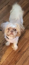 Lost Male Dog last seen Brock wood at s 24th st s 25 st, Harrisburg, PA 17104