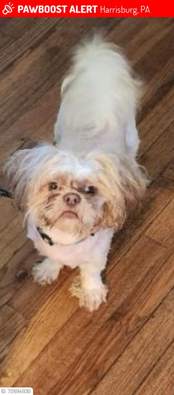 Lost Male Dog last seen Brock wood at s 24th st s 25 st, Harrisburg, PA 17104