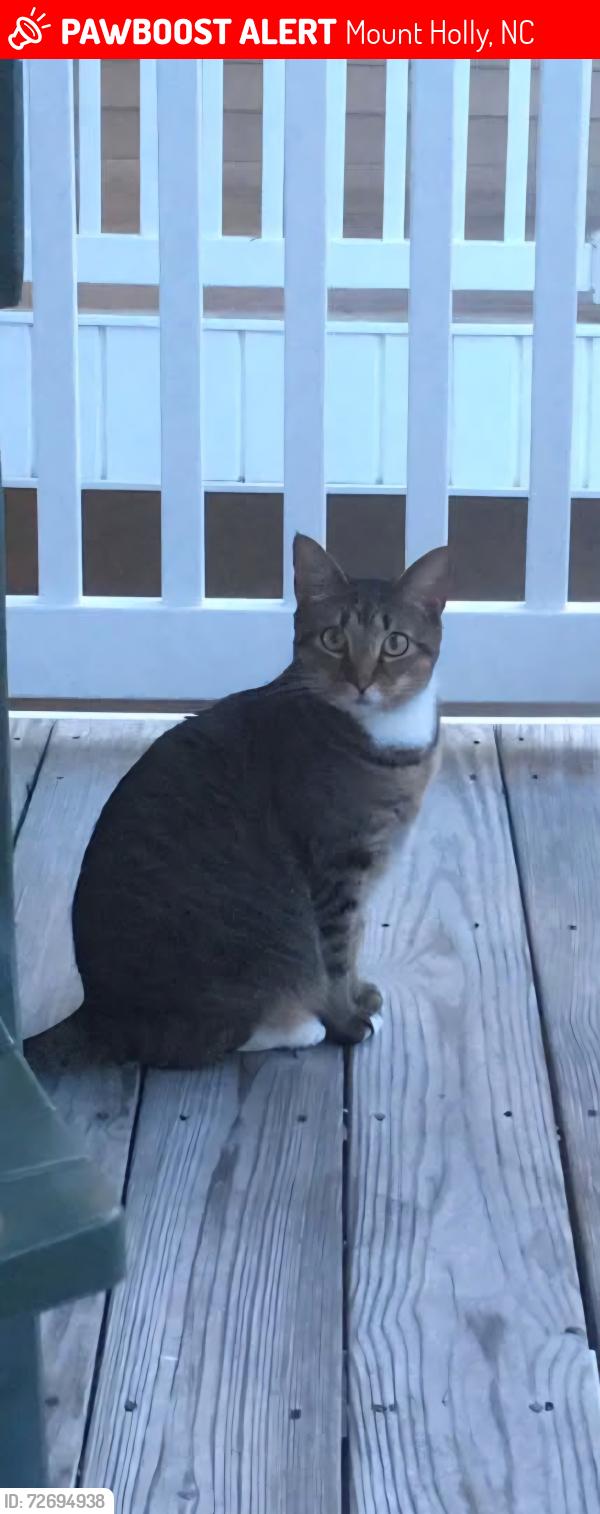 Lost Female Cat last seen Westland Farms, Mount Holly, NC 28120
