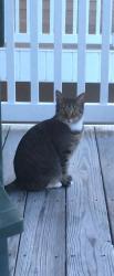 Lost Female Cat last seen Westland Farms, Mount Holly, NC 28120