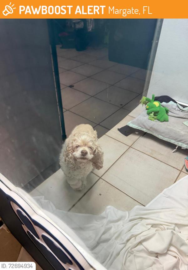 Found/Stray Female Dog last seen Near S. State RD 7 Margate Fl 33068, Margate, FL 33068