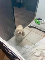 Found/Stray Female Dog last seen Near S. State RD 7 Margate Fl 33068, Margate, FL 33068