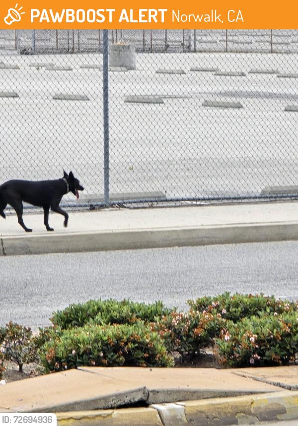 Found/Stray Unknown Dog last seen Maidstone, Norwalk, CA 90650