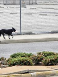 Found/Stray Unknown Dog last seen Maidstone, Norwalk, CA 90650